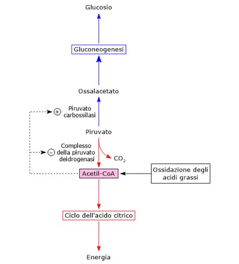 Gluconeogenesi Definizione Biochimica Reazioni Regolazione