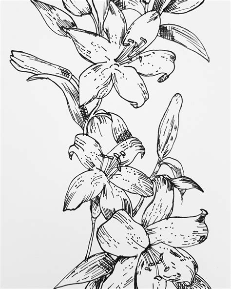 Orchid Flowers Beautiful Art Drawing Pen Fineliner Flowers Beautiful