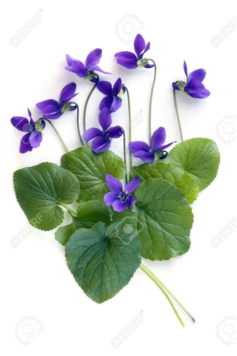 Violets And Leaves Over White Background Violet Flower Purple