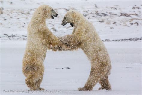 Polar Bears Dancing In The Snow