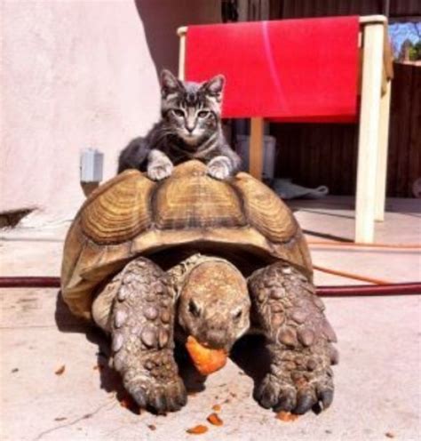 Ten Funny Pictures Of Cats Riding Animals You Will Love