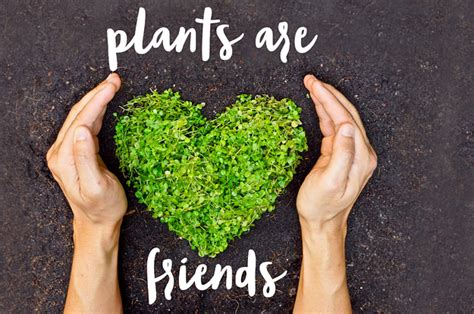 Why Do We Call Plants Our Green Friends