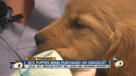 Browse thru our id verified puppy for sale listings to find your perfect puppy in your area. Sick puppies being purchased on Craigslist - YouTube