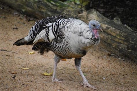 Male Vs Female Turkeys Whats The Difference With Pictures Pet Keen