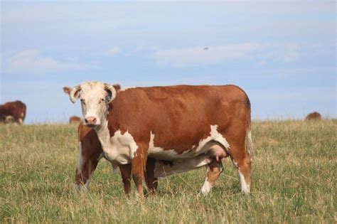 if you are considering having cattle on your homestead see our selection of useful cow breeds