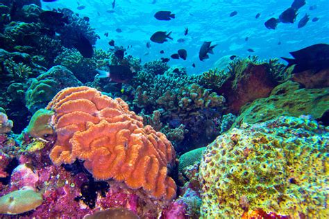 Some Corals Survive Warm Waters By Remembering Heat Waves