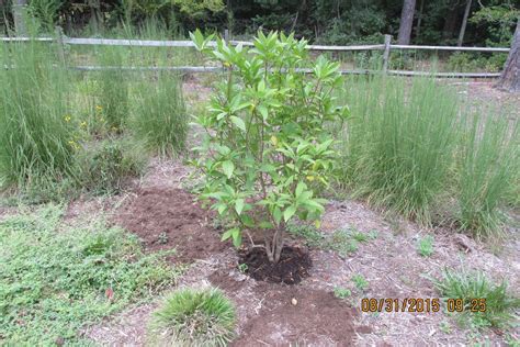 Plant Fringetree By Pocahontas Chapter Virginia Master Naturalists In