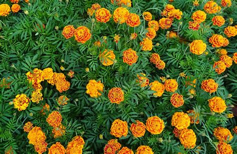 French Marigold Flower · Free photo on Pixabay