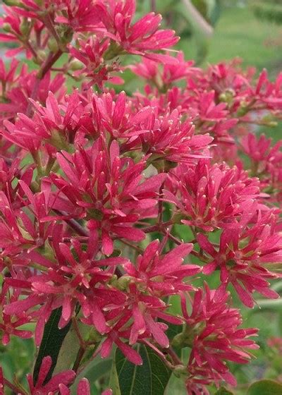 Buy Temple Of Bloom Seven Son Flower Heptacodium Free Shipping 3
