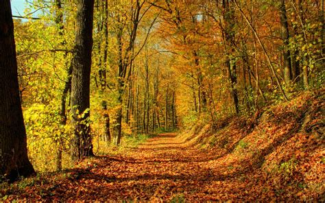Forest Trail Wallpapers Top Free Forest Trail Backgrounds