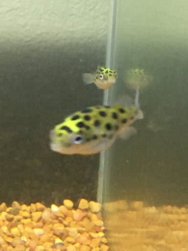 Green Spotted Puffer Wiki Fishkeepers Amino Amino