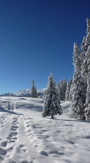 Snow Filled Trees Photo Free Image Peakpx