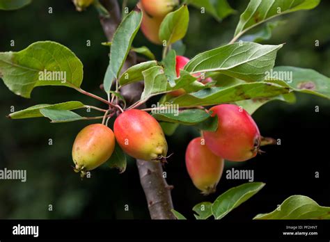 Red Crab Apples Malus Sylvestris On Tree With Green Foliage And