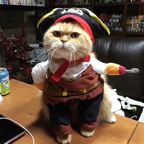 Collegial Cat Allows His Humans To Dress Him In A Jack Sparrow Pirate