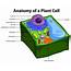 Diagram Showing Anatomy Of Plant Cell 419163 Vector Art At Vecteezy