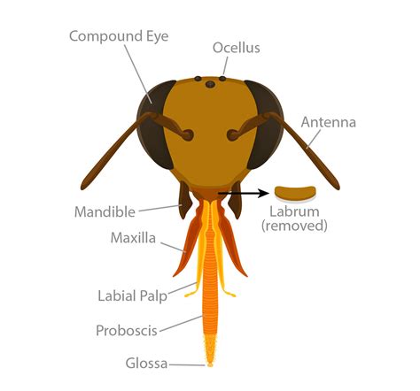 Honey Bee Anatomy Characteristics Graphics And Descriptions