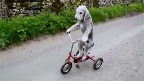 But there is another way to get villagers to move in if you have. Barry the dog that rides a tricycle - YouTube