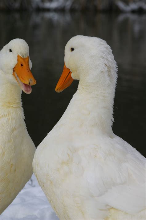 It is a mallard derived from birds brought to the united states from china in the nineteenth century, and is now bred in many parts of the world. The American Pekin duck, or Long Island is a breed of ...