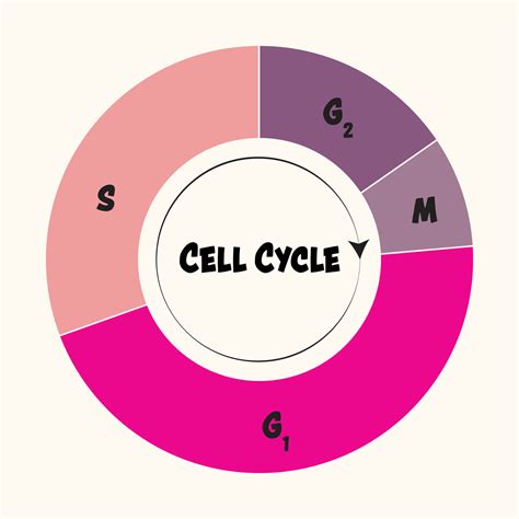 6 Phases Of Cell Cycle