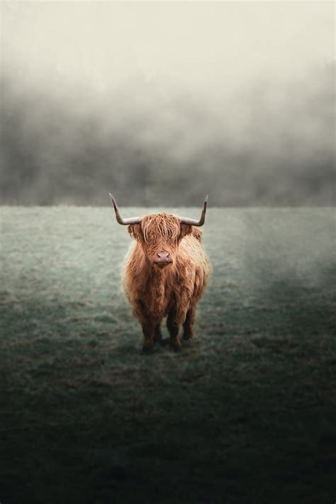 10 Highland Cow Highland Cattle Hd Phone Wallpaper Pxfuel
