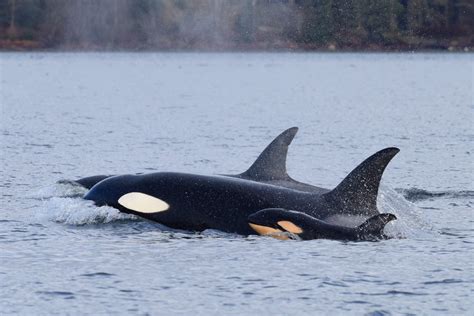 An Orca Killed A Baby Killer Whale In Bc Waters So He Could Mate With
