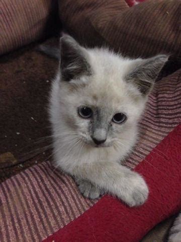 If you wish to be added to our waiting list for a. Siamese, Balinese, Ragamese for Sale in Kingsdale ...