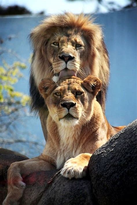67 Best King And Queen Lion Love Images On Pinterest Fluffy Pets