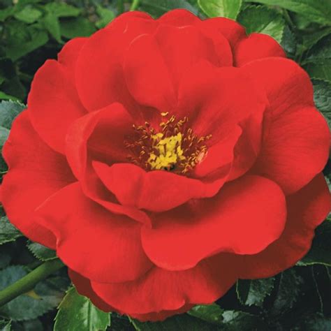 Flower Carpet Scarlet Buy This Rose Online Knights Roses Australia