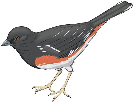 Gray Bird Clipart 20 Free Cliparts Download Images On Clipground 2022