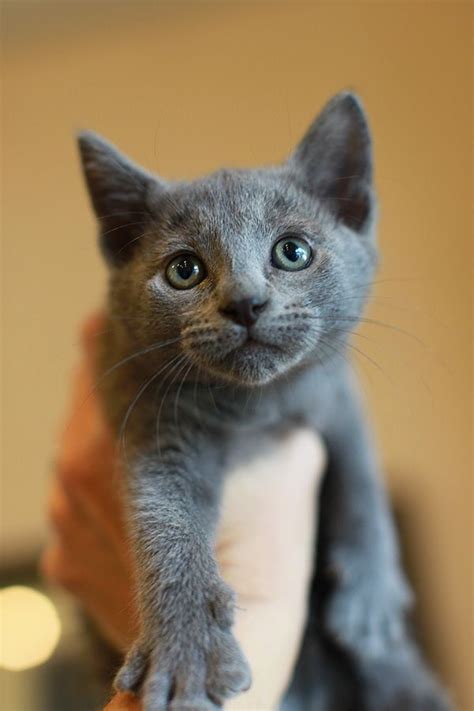 Pin cute kittens, g rated environment. Gray kitten available for adoption at the Canal Road ...