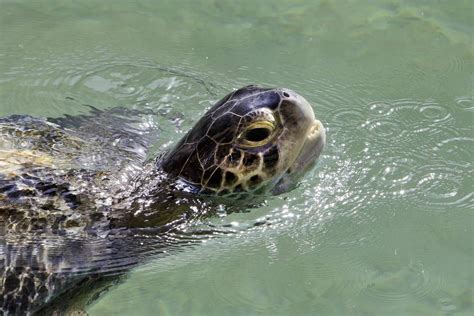 Endangered Hawksbill Turtles At Dubai Aquarium