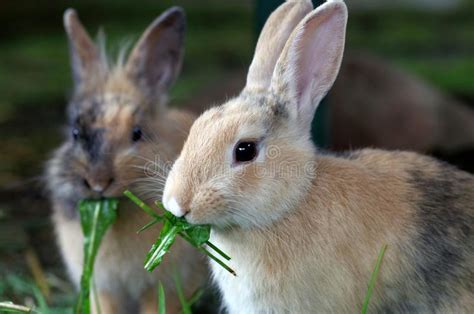 Two Cute Hungry Rabbits Are Eating Fresh Green Stock Image Image Of