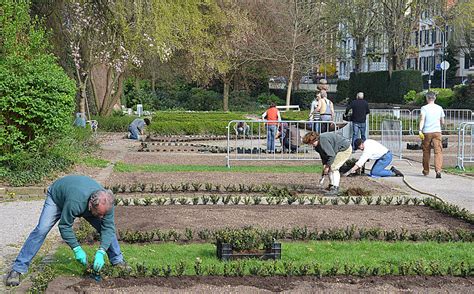 Freiwillige Gärtnerarbeit im Namen der Rose Offenburg Badische Zeitung
