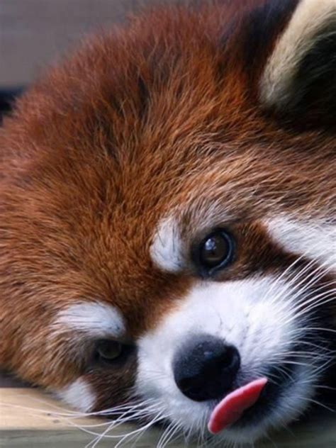 This Cutie Should Put A Smile On Anyones Face Red Panda Cute Red