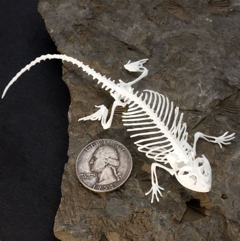 Bearded Dragon Lizard Skeleton Printed In White Plastic Available At
