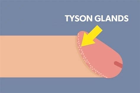 Las Glándulas De Tyson No Son Glándulas Urología Peruana Dr Susaníbar