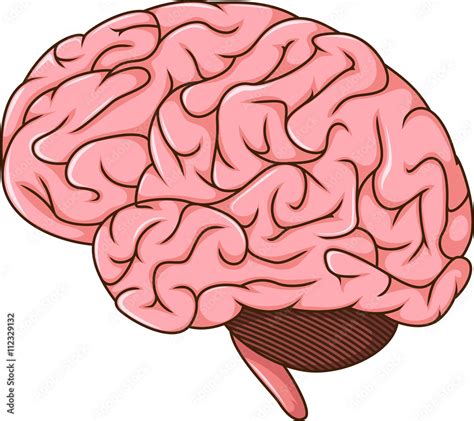 Human Brain Cartoon Stock Vector Adobe Stock