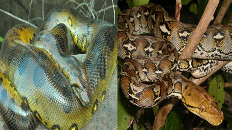 Anaconda Vs Python Vs Boa Constrictor Anaconda Gallery