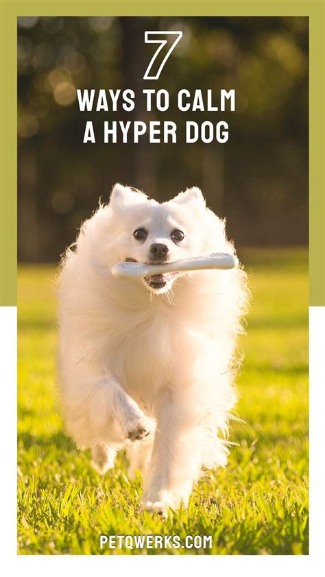 Here are some simple techniques you can try at home to calm your hyperactive dog. How to Calm a Hyper Dog - Pet Qwerks Toys | Hyper dog ...