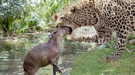 Jaguar Crossing The River To Hunting Capybara Youtube