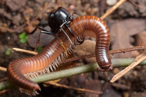 Millipede Hunting Ant Plectroctena Sp With Prey Ants Millipede