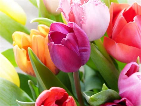 Free Image On Pixabay Tulips Tulip Bouquet Colorful With Images