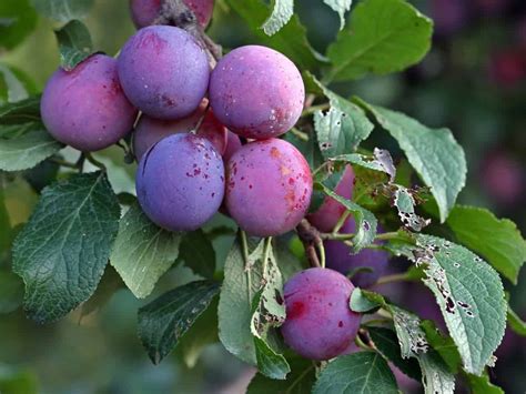 Not an easy find, but god provided. 10 Fruit Trees You Can Easily Grow in a Pot or Container