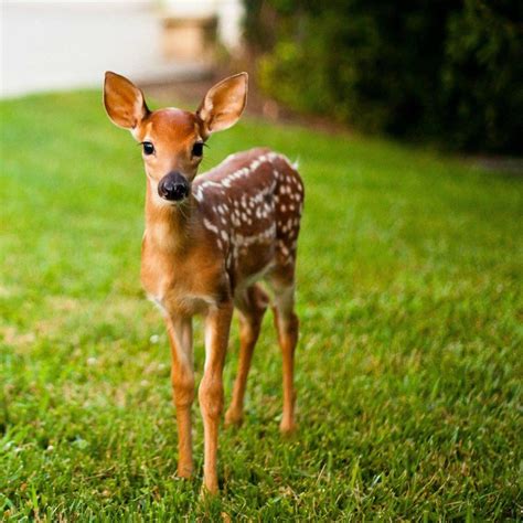 I Met Bambi On My Way To Work Today Cute Animals Animals Cute Baby