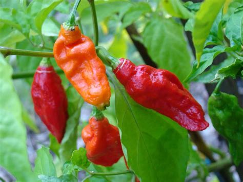 The british are not exactly known for their extremely spicy food. Top 4 World's Hottest Chilli Peppers - ALLRefer