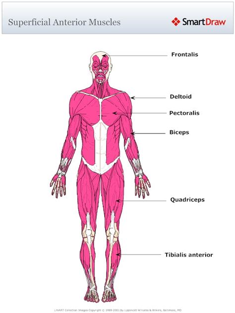 .muscles of the torso and shoulder, human anatomy torso muscles, human body torso muscles torso muscle diagram, human torso muscles, muscles in human torso, the human torso muscles. Profesora Mateo: Physical Education: Muscles and movement