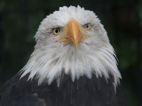 700 Free Eaglebald And Bald Eagle Images Bald Eagle Bald Eagle