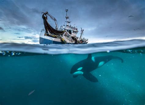 Britains David Attenborough Enjoys A Moment As His ‘blue Planet Ii