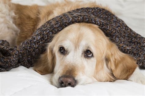 A dog may vomit yellow foam simply because his stomach is empty and the bile can be irritating. چرا سگ زردآب بالا می آورد؟ | You Can