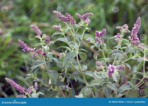 Long Leaved Mint Mentha Lonolia Grows In Nature Stock Photo